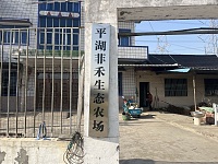 平湖菲禾生态农场（百寿村）